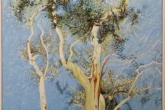 Eucalypt-Song-