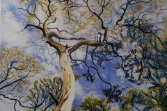 Eucalypt-Splendour-