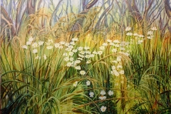 Mountain-Daisies-