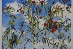 Red flowering gum -