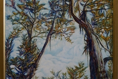 Eucalypt skies -