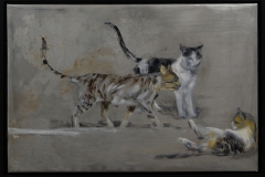 Ferals in Tangier