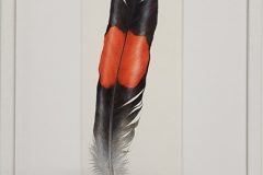 Red-tailed-Black-Cockatoo