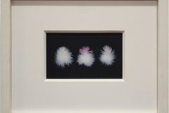 White-Cockatoo-Galah-Corella