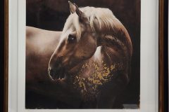 Heart-for-a-Chestnut