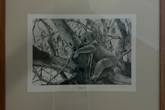 Don Rothnie - sleepy Koala -
