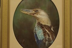 Evan-Neokli-Blue-winged-kookaburra-2-