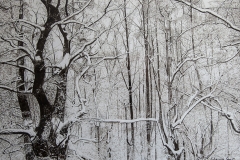 Forest in winter
