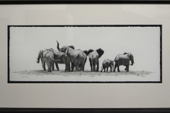 Scent of lions -