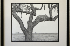 Kate Jenvey - Shady Retreat -