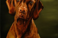 Angus-