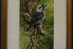 Australian-laughing-kookaburra-