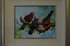 Galahs-
