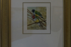 Rainbow-gouldian-finches-