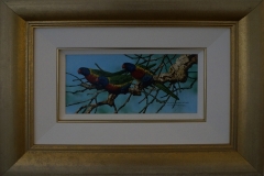 Rainbow-lorikeets-