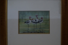 Red-necked-avocet-