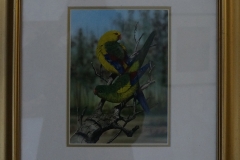 Regent-parrot-